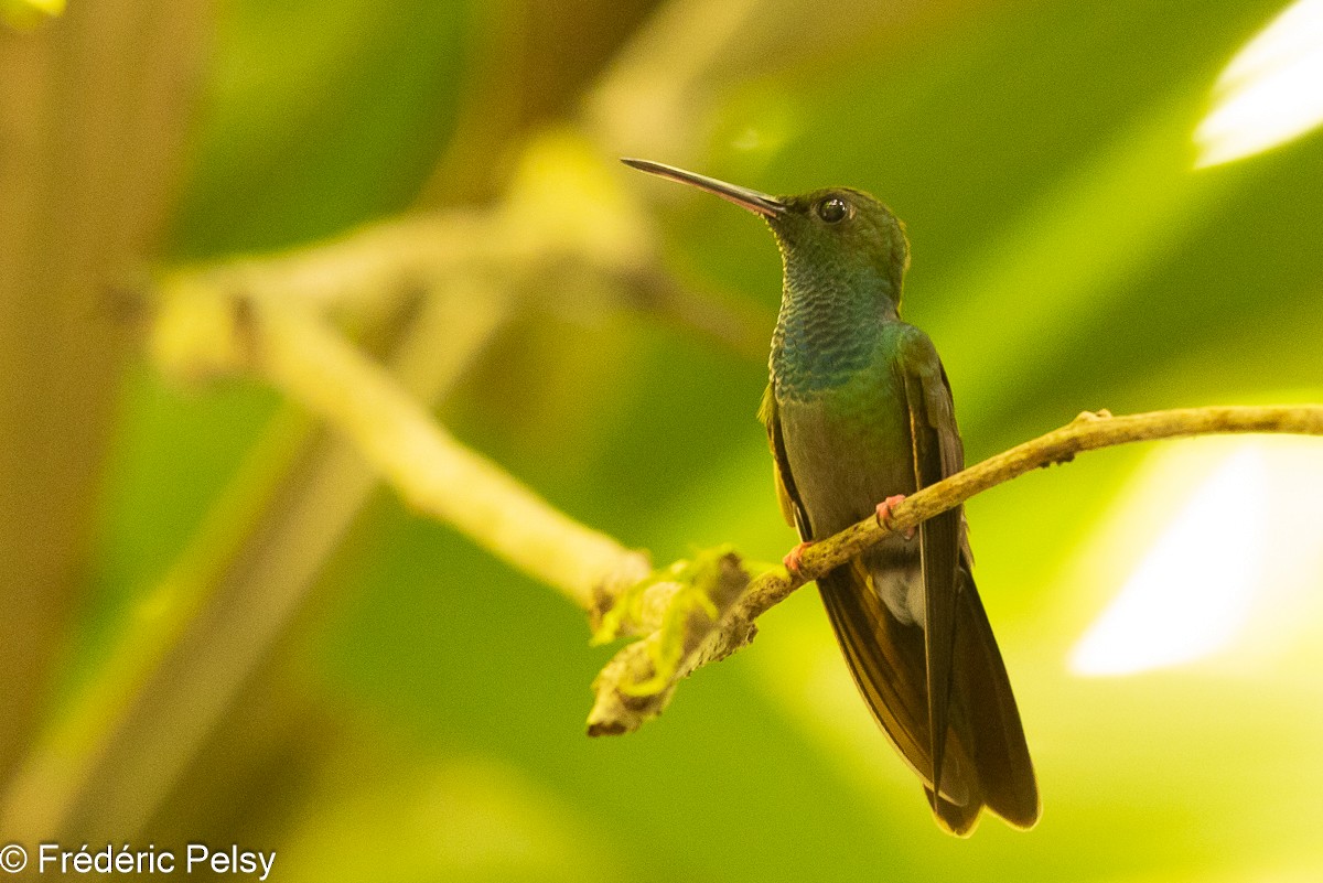 Colibrí Patirrojo - ML609045507