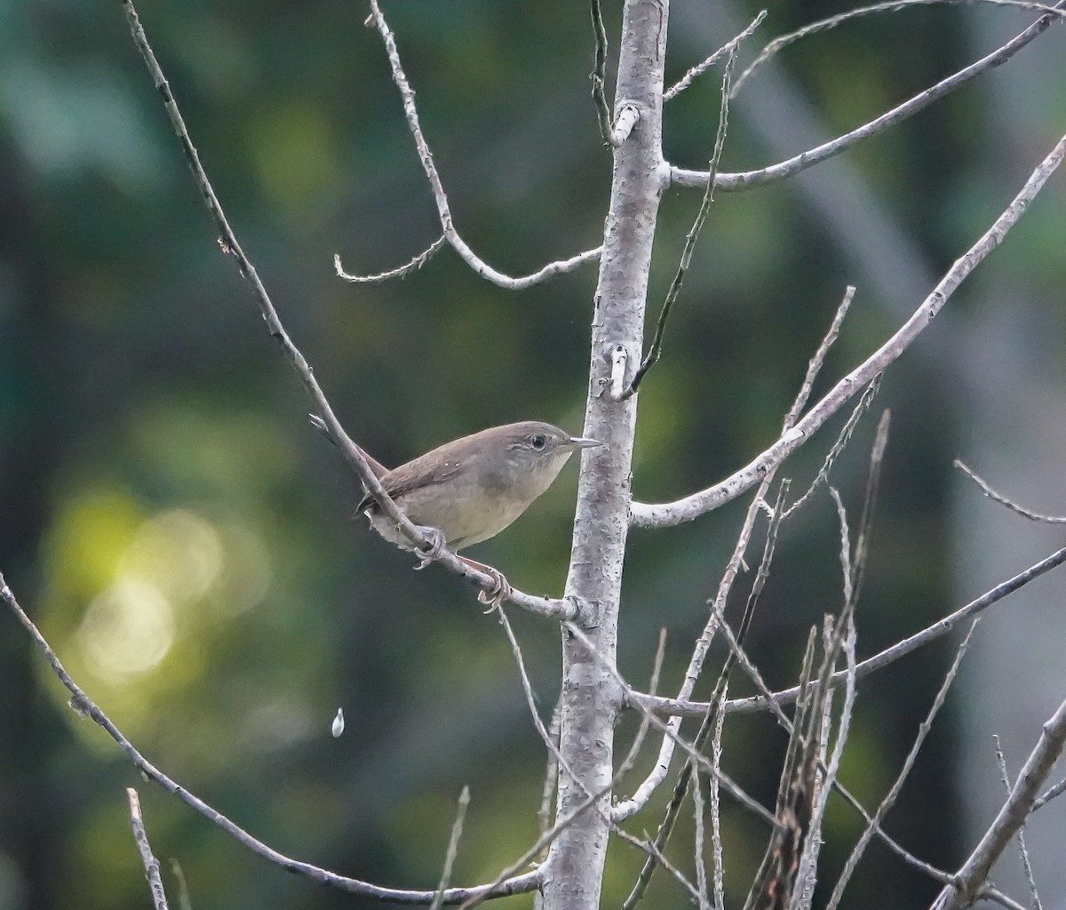 Northern House Wren - ML609045510