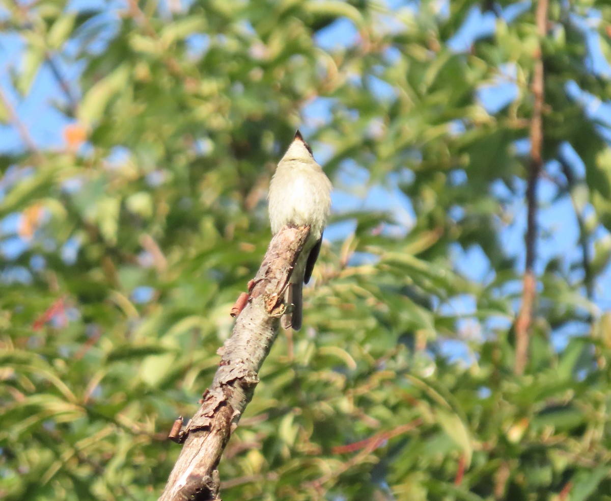 Eastern Wood-Pewee - ML609045529