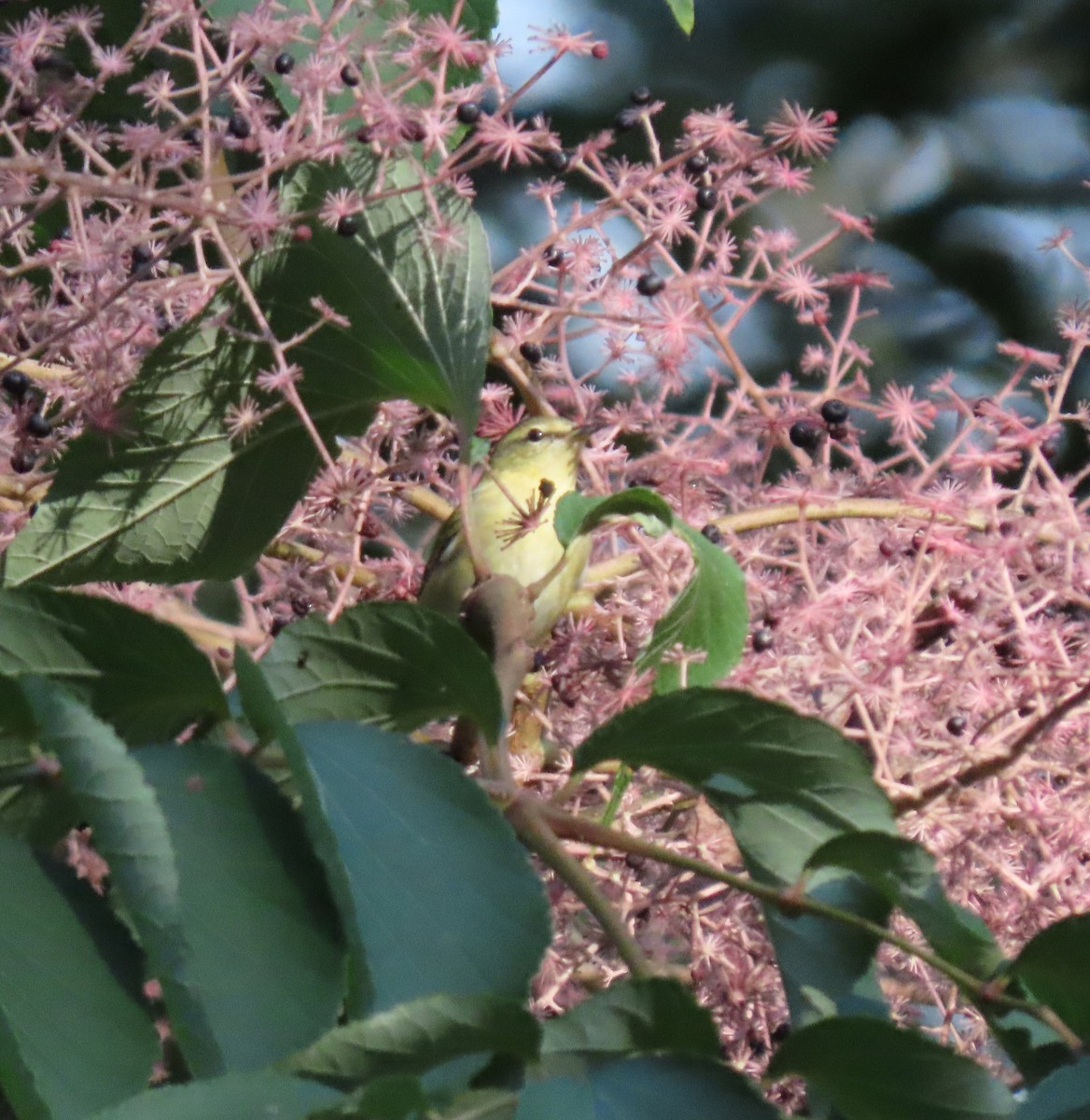 Tennessee Warbler - ML609045555