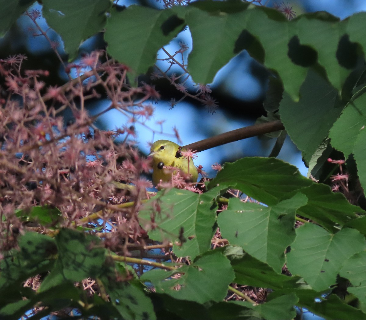 Tennessee Warbler - ML609045557