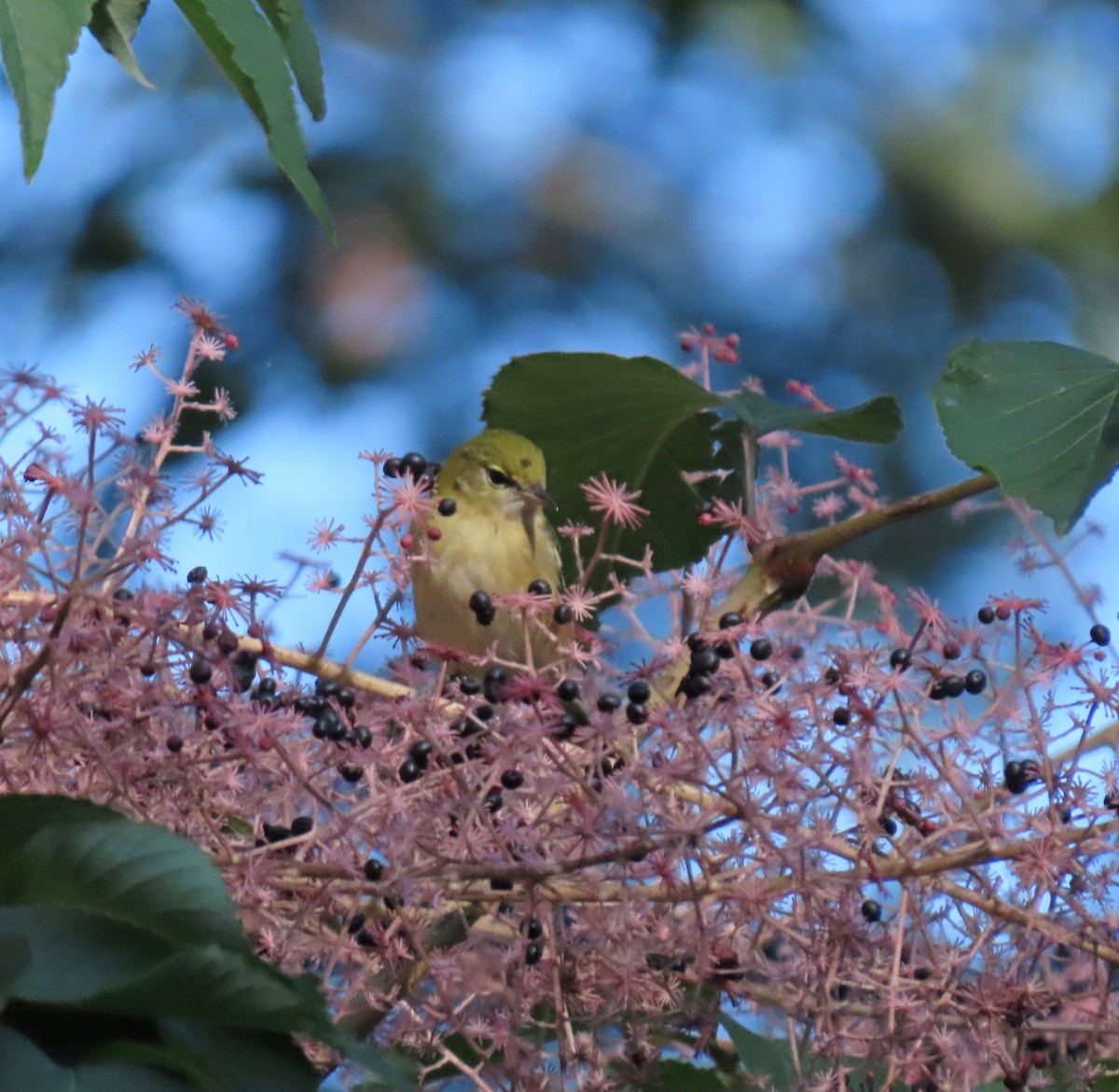 Tennessee Warbler - ML609045558