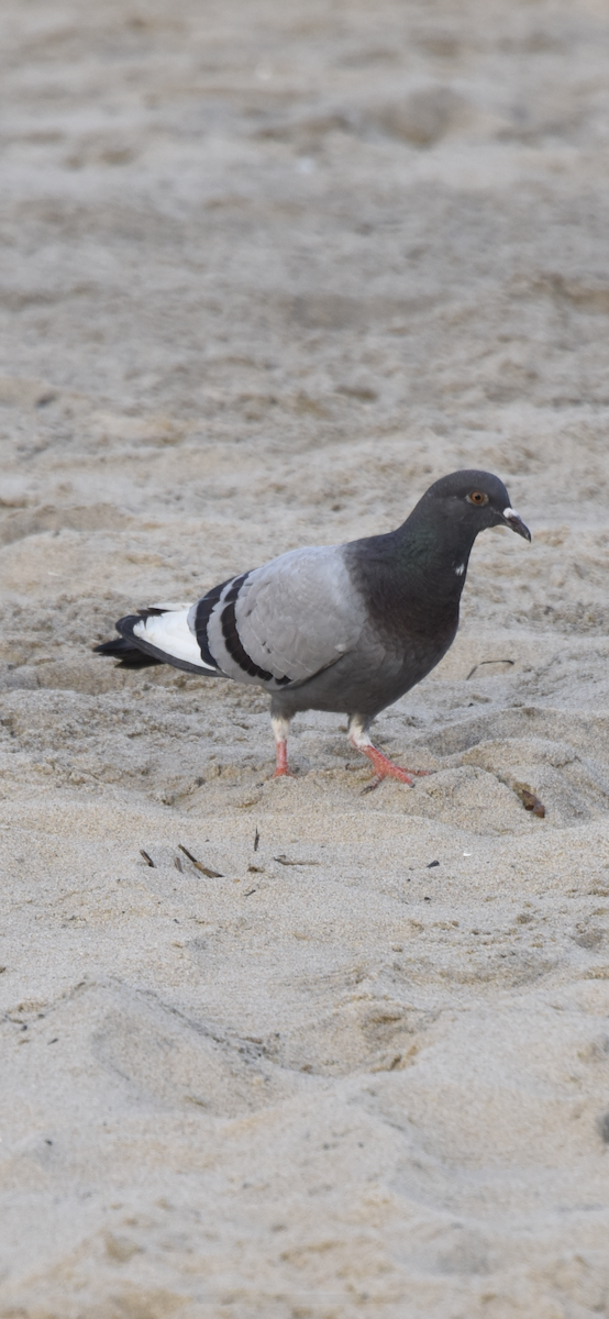 Rock Pigeon (Feral Pigeon) - ML609045561
