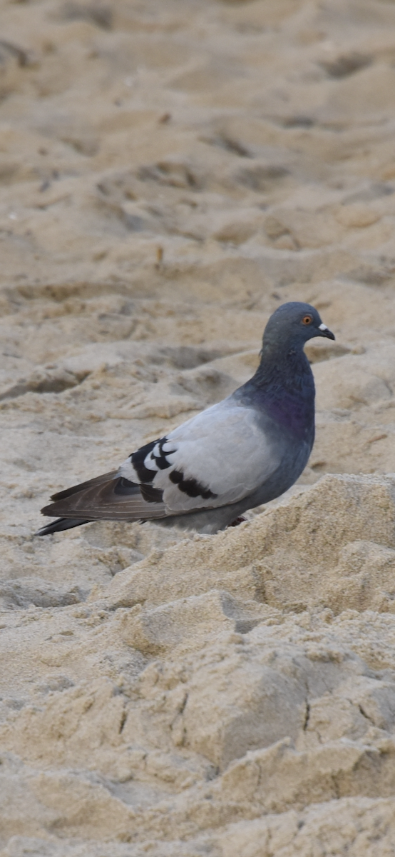 Rock Pigeon (Feral Pigeon) - ML609045562