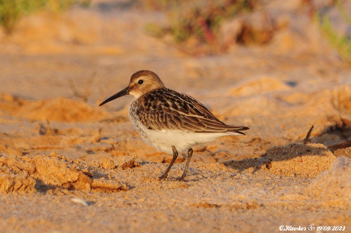 Dunlin - Carl  Hawker