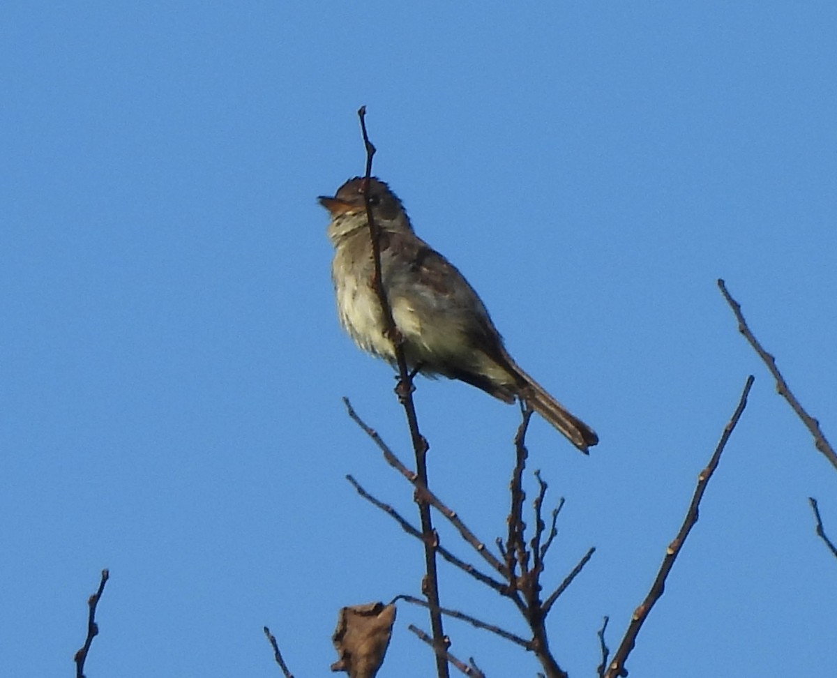 Eastern Wood-Pewee - Susan Brauning