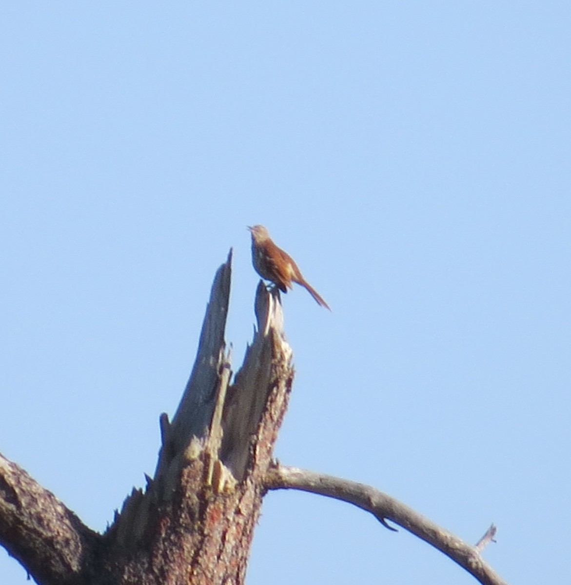 Brown Thrasher - ML60904571