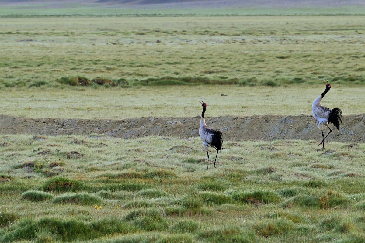 Black-necked Crane - Hetali Karia