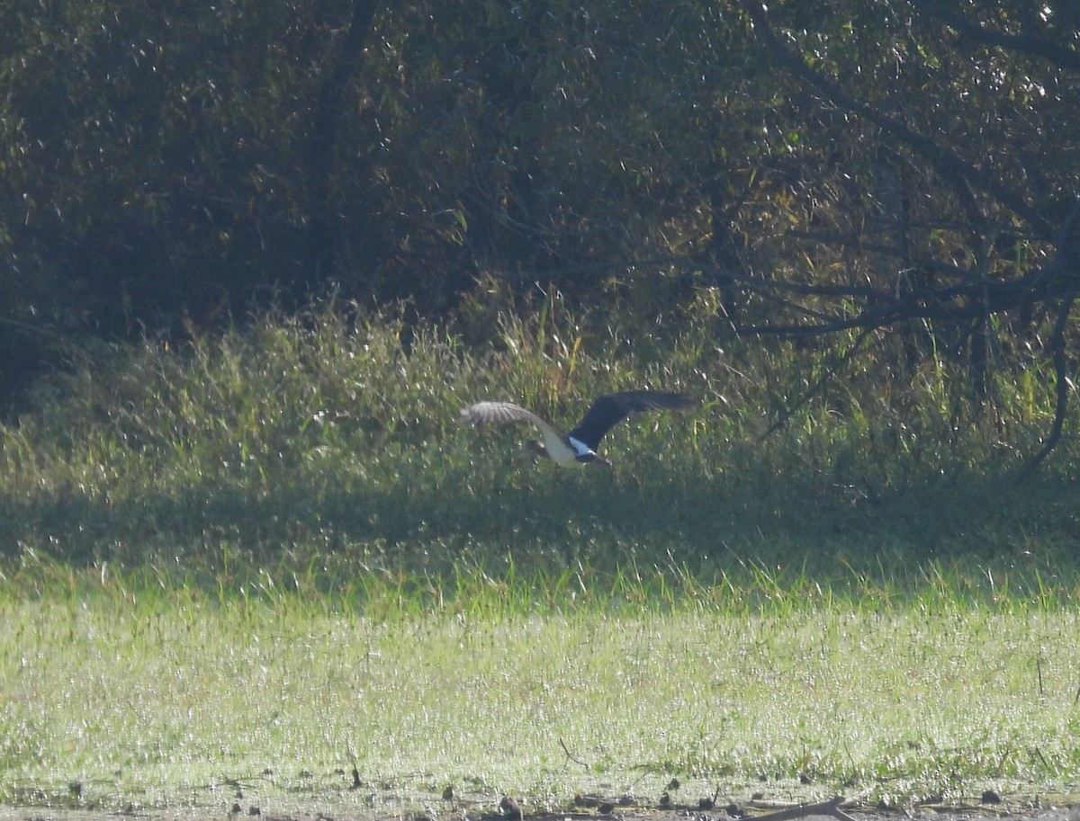 White Ibis - Mike Manetz