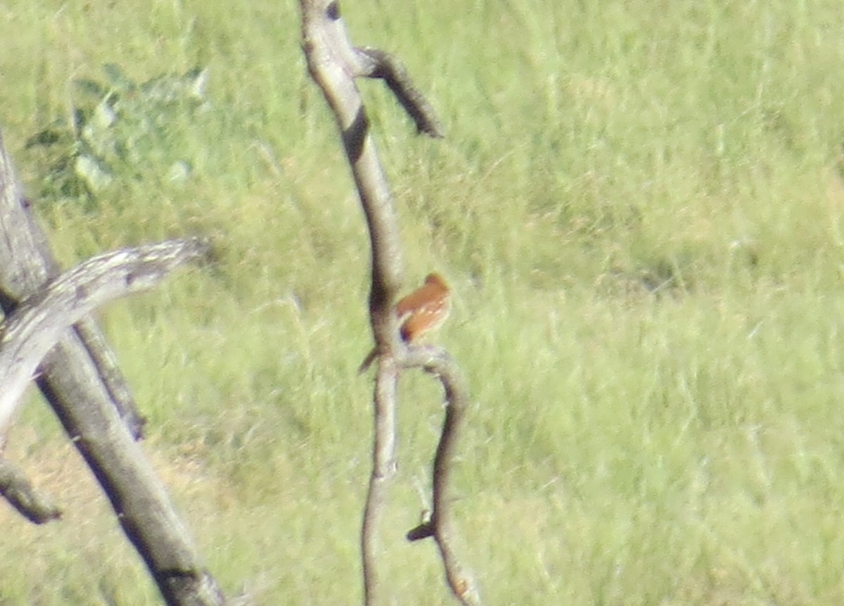 Brown Thrasher - ML60904591