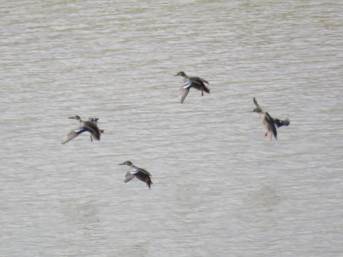 Northern Shoveler - ML609045910