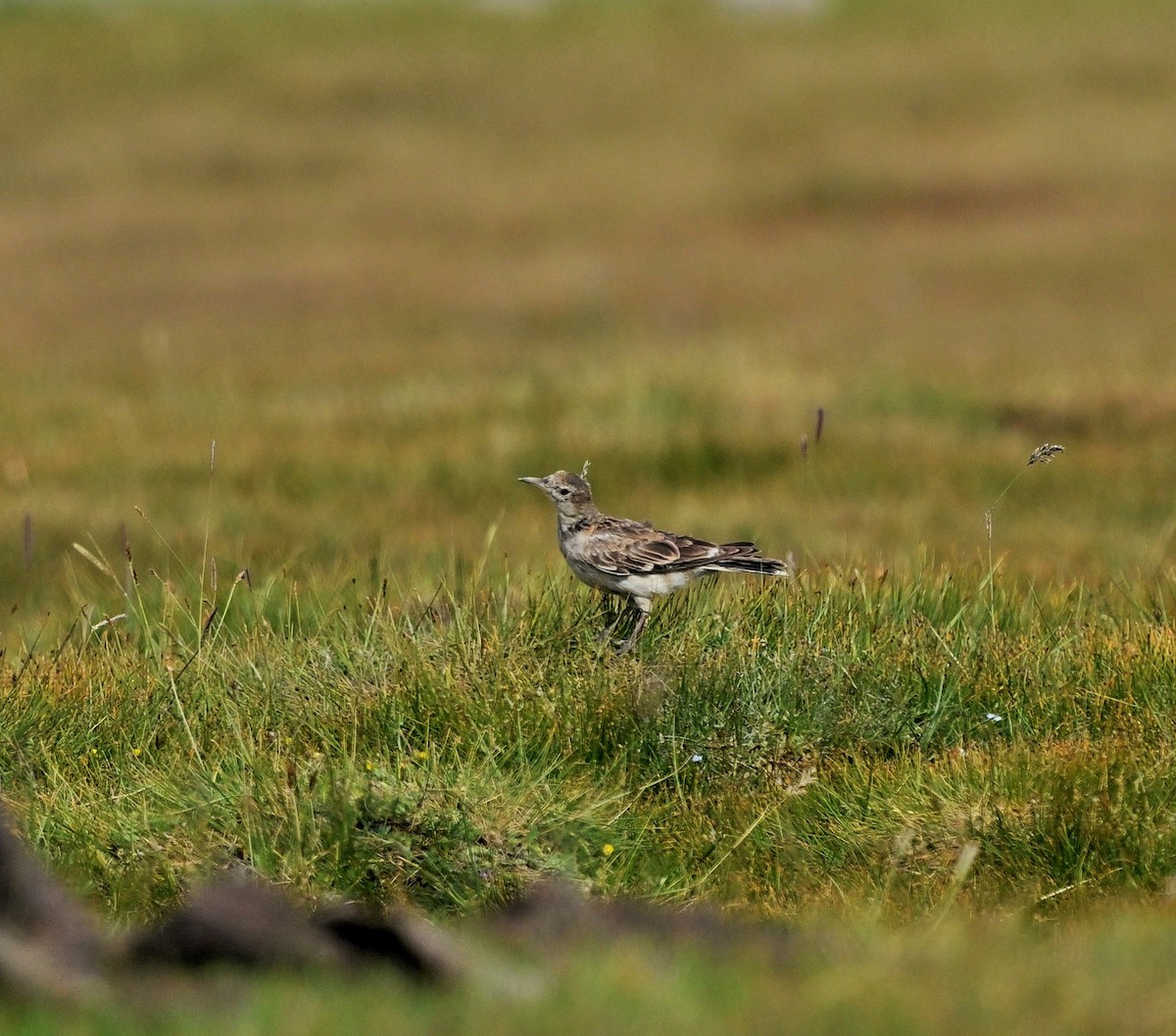 Tibetan Lark - Hetali Karia