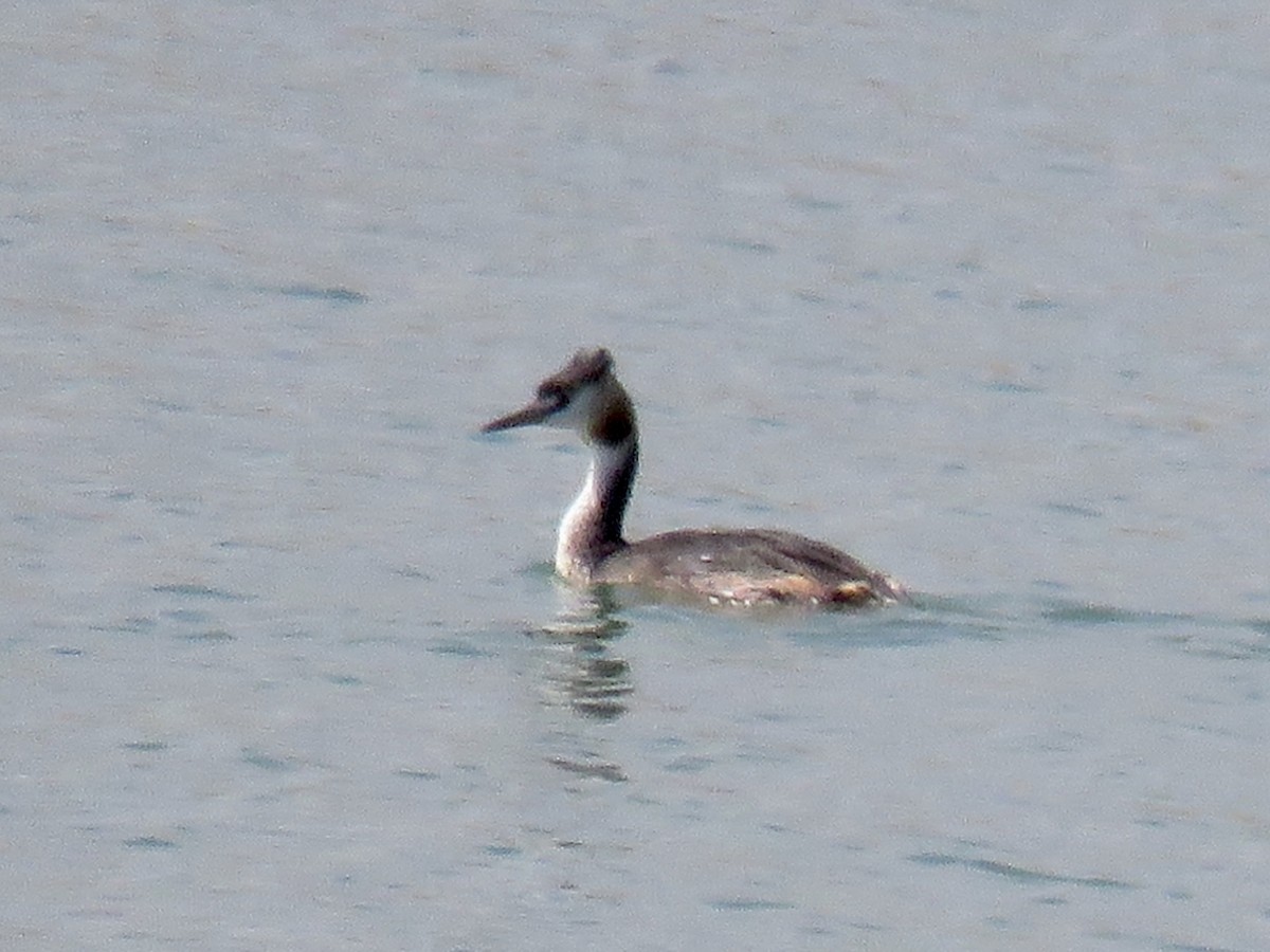 Great Crested Grebe - ML609045935