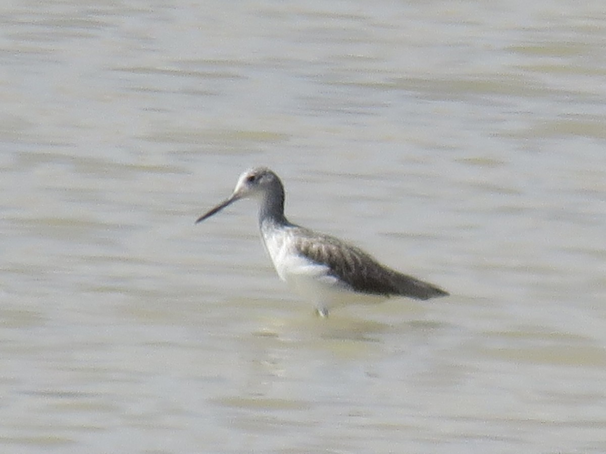 Common Greenshank - ML609045944