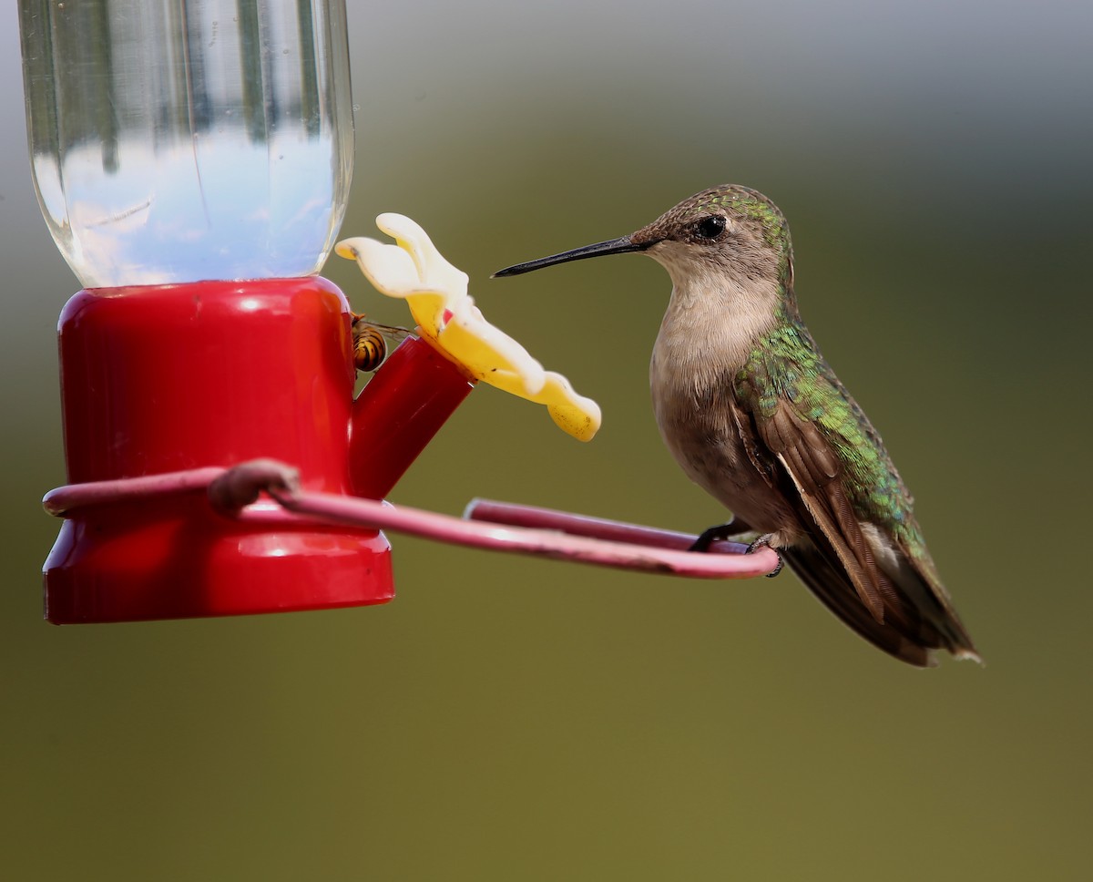 Colibri à gorge rubis - ML609045957