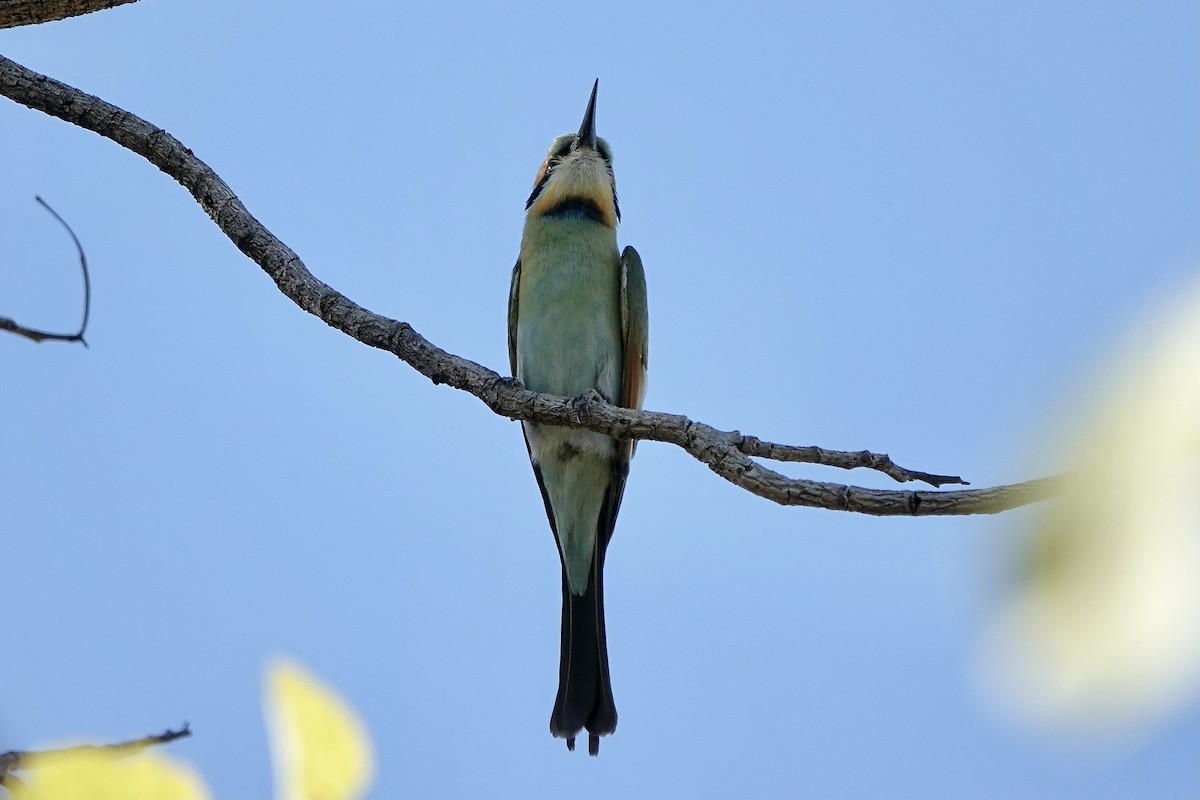Rainbow Bee-eater - ML609046049