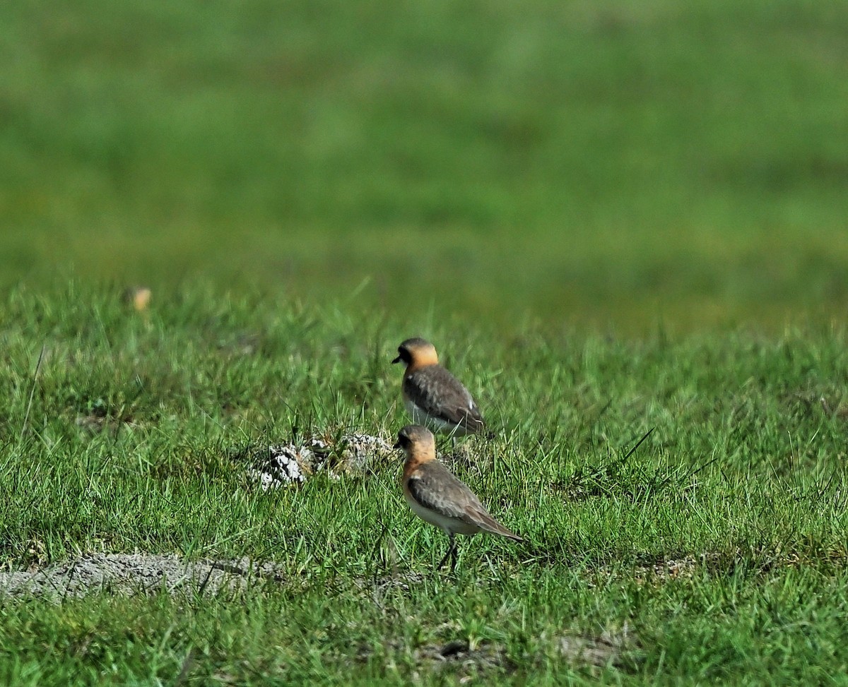 Tibetan Sand-Plover - Hetali Karia