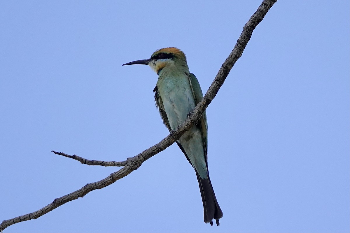 Rainbow Bee-eater - ML609046070