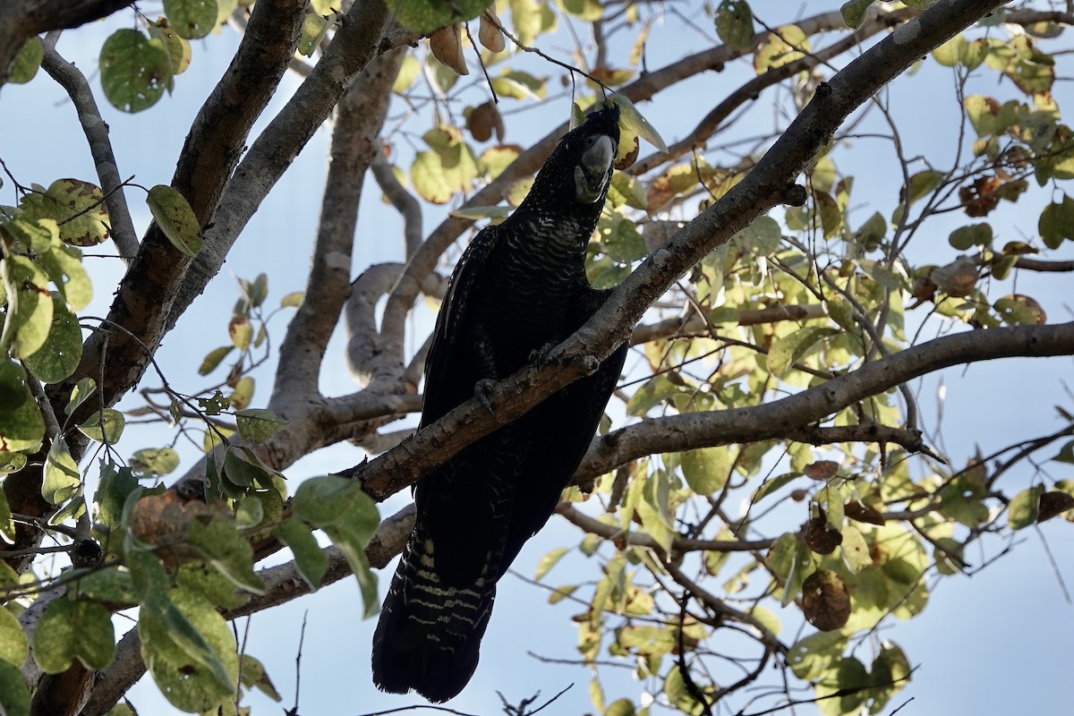 Red-tailed Black-Cockatoo - ML609046102