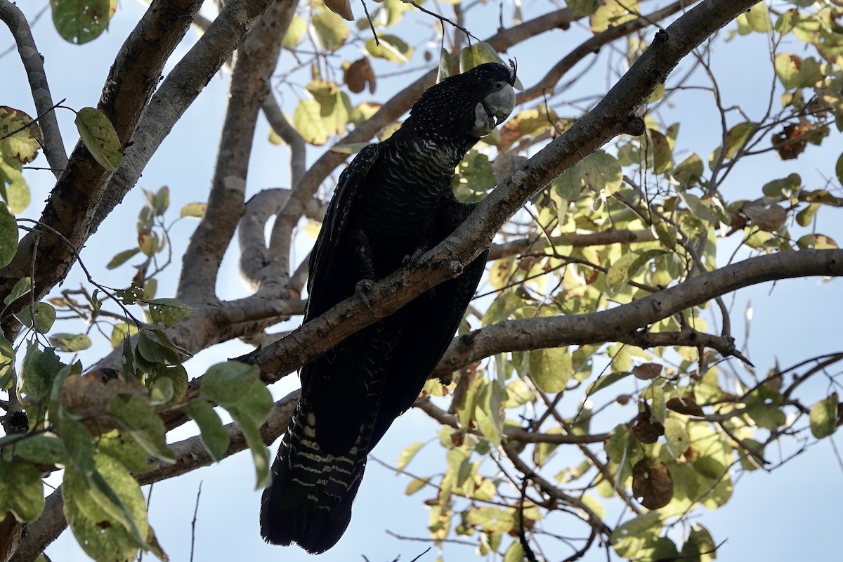 Red-tailed Black-Cockatoo - ML609046105
