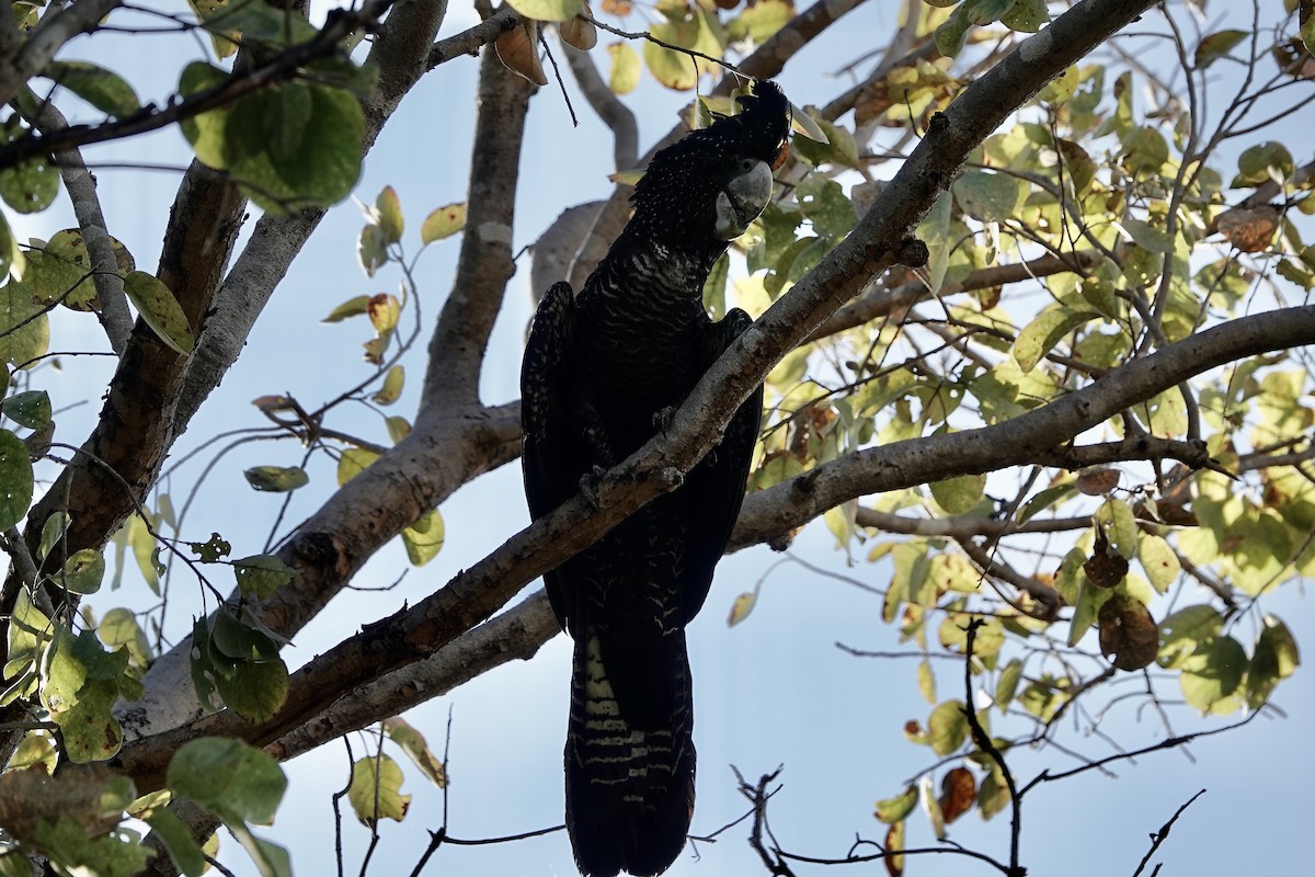 Red-tailed Black-Cockatoo - ML609046106