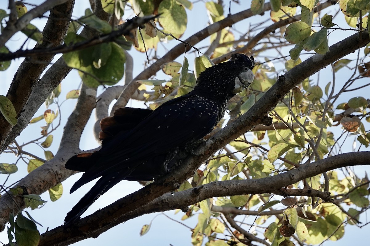 Red-tailed Black-Cockatoo - ML609046109