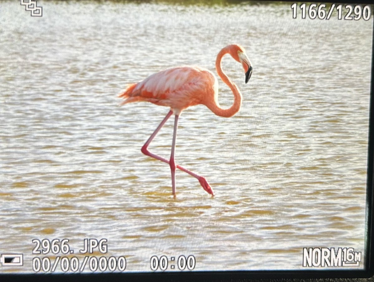 Flamant des Caraïbes - ML609046111