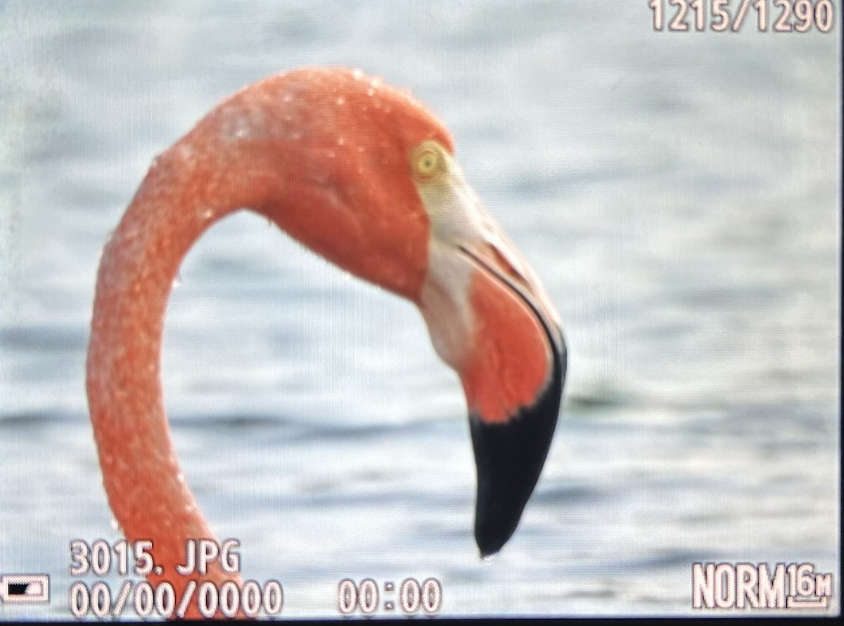 Flamant des Caraïbes - ML609046113