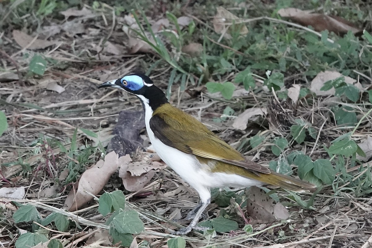 Blue-faced Honeyeater (White-quilled) - ML609046155