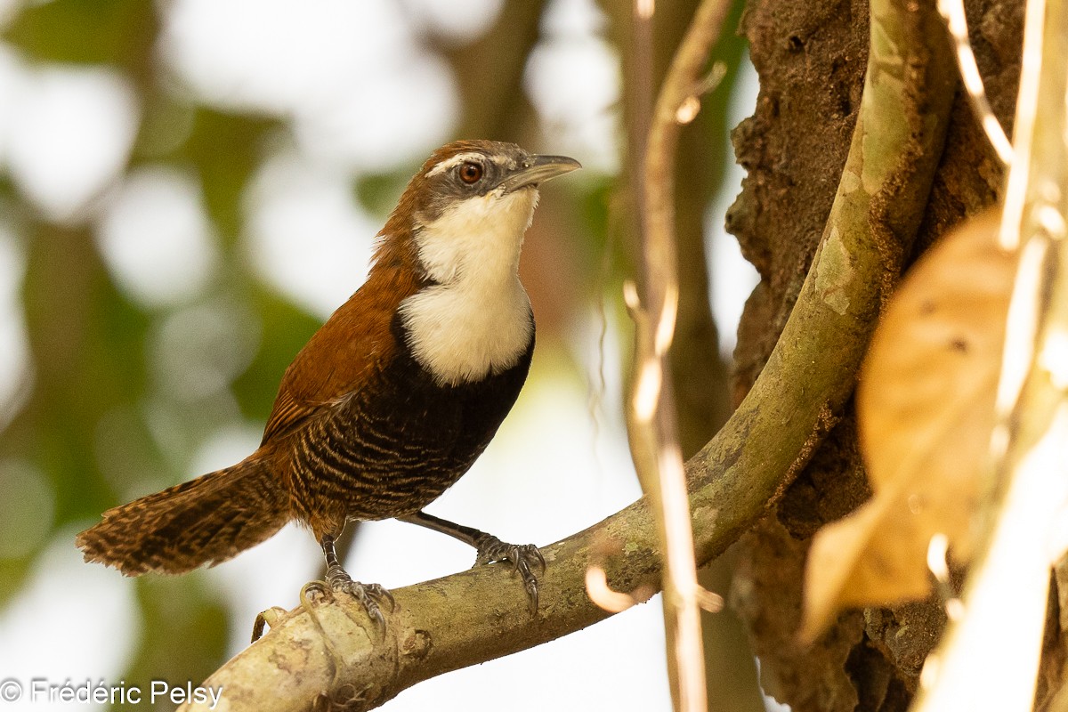 Black-bellied Wren - Frédéric PELSY