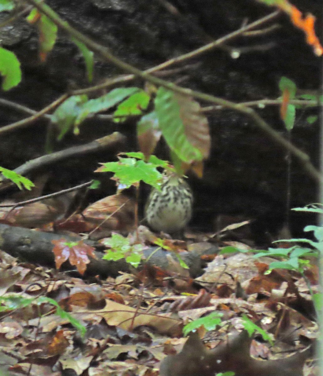 Ovenbird - ML609046171