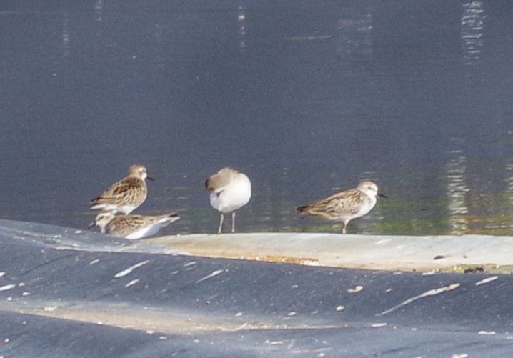 Semipalmated Sandpiper - ML609046219