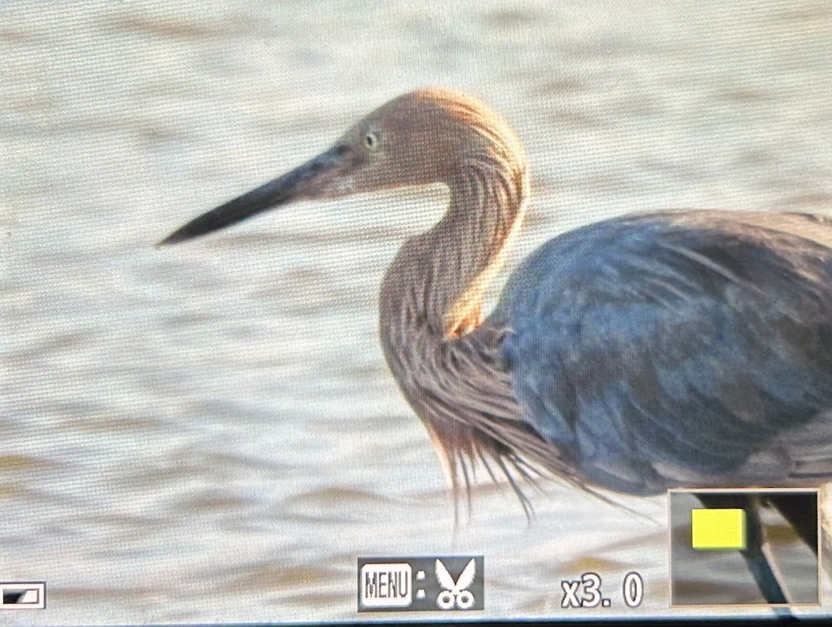 Reddish Egret - ML609046238