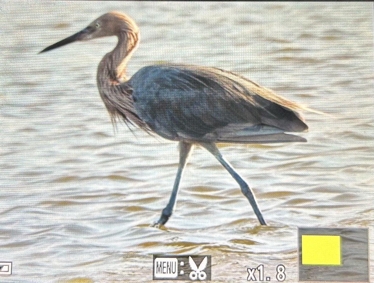 Reddish Egret - ML609046239