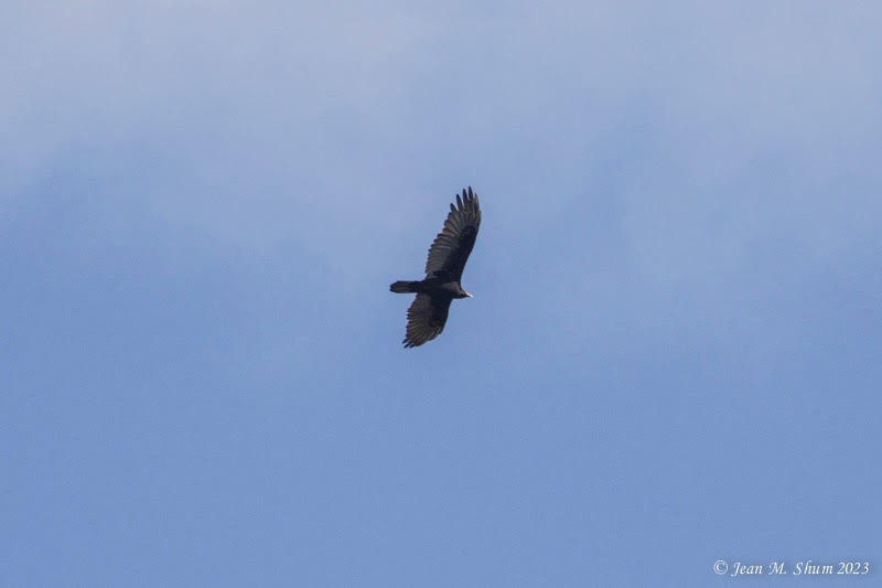Turkey Vulture - ML609046271