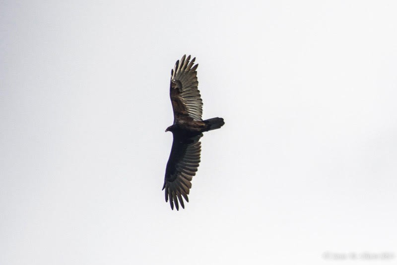 Turkey Vulture - ML609046272