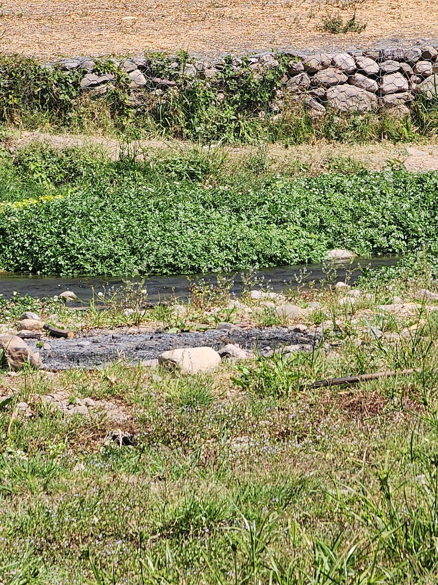 Southern Lapwing - Marisel Morales