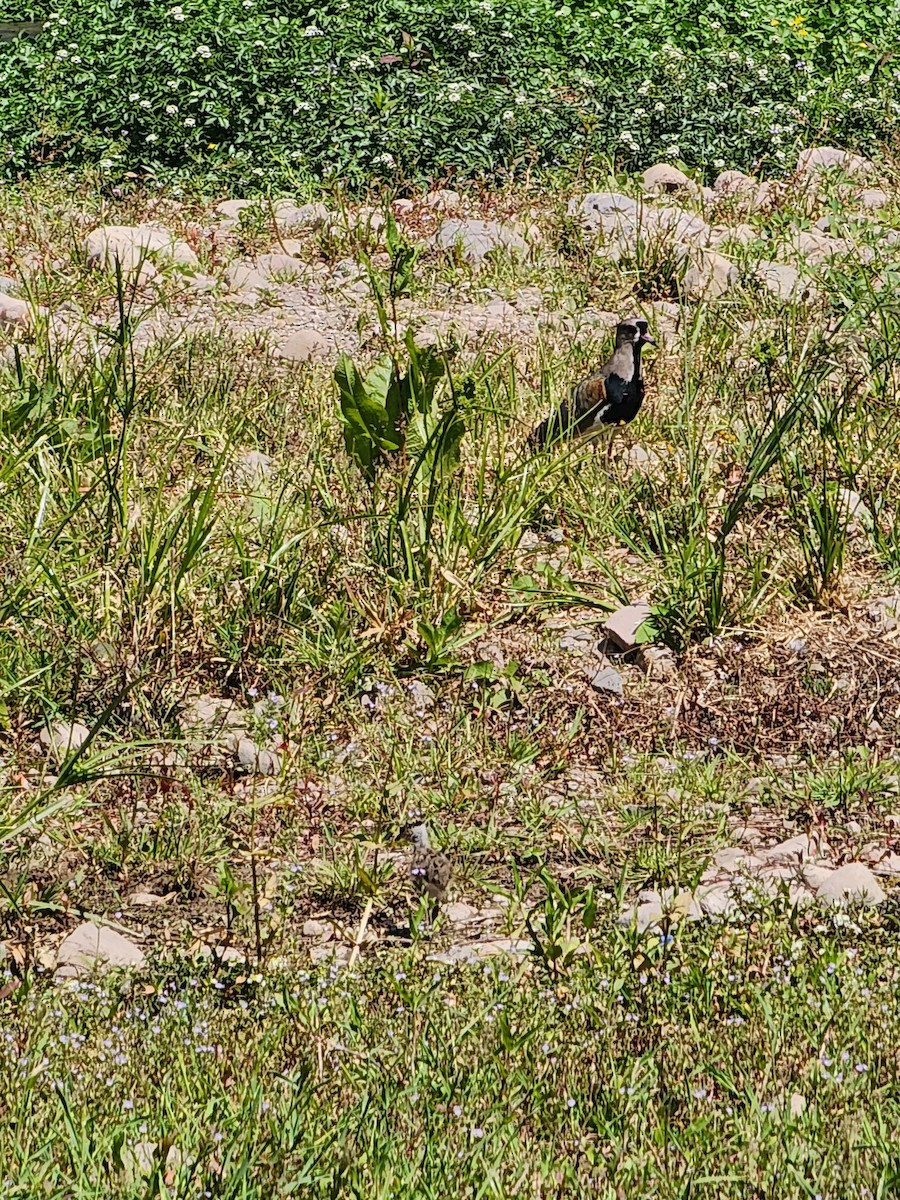 Southern Lapwing - ML609046306