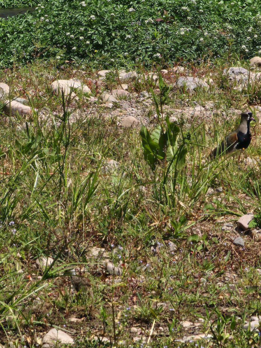 Southern Lapwing - ML609046307