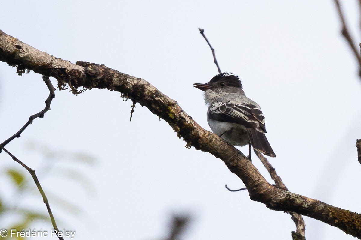 Mosquero del Chocó - ML609046325