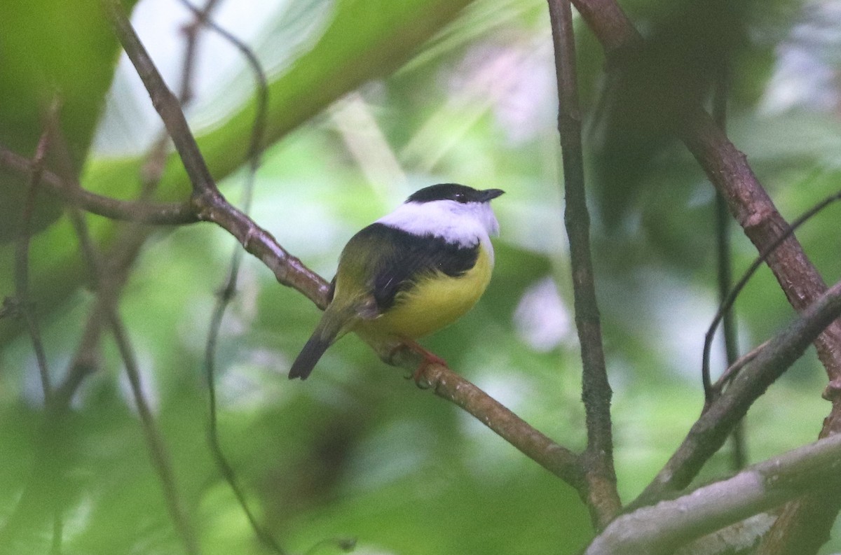 Manakin à col blanc - ML609046356