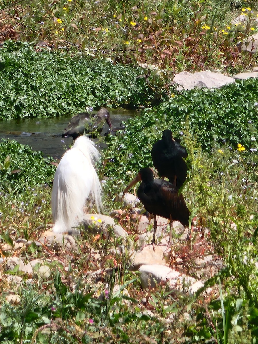 Bare-faced Ibis - ML609046400