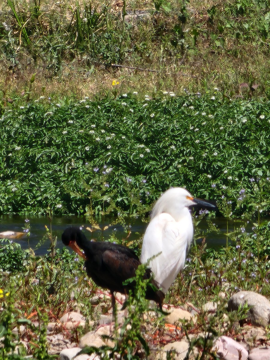ibis tmavý - ML609046401