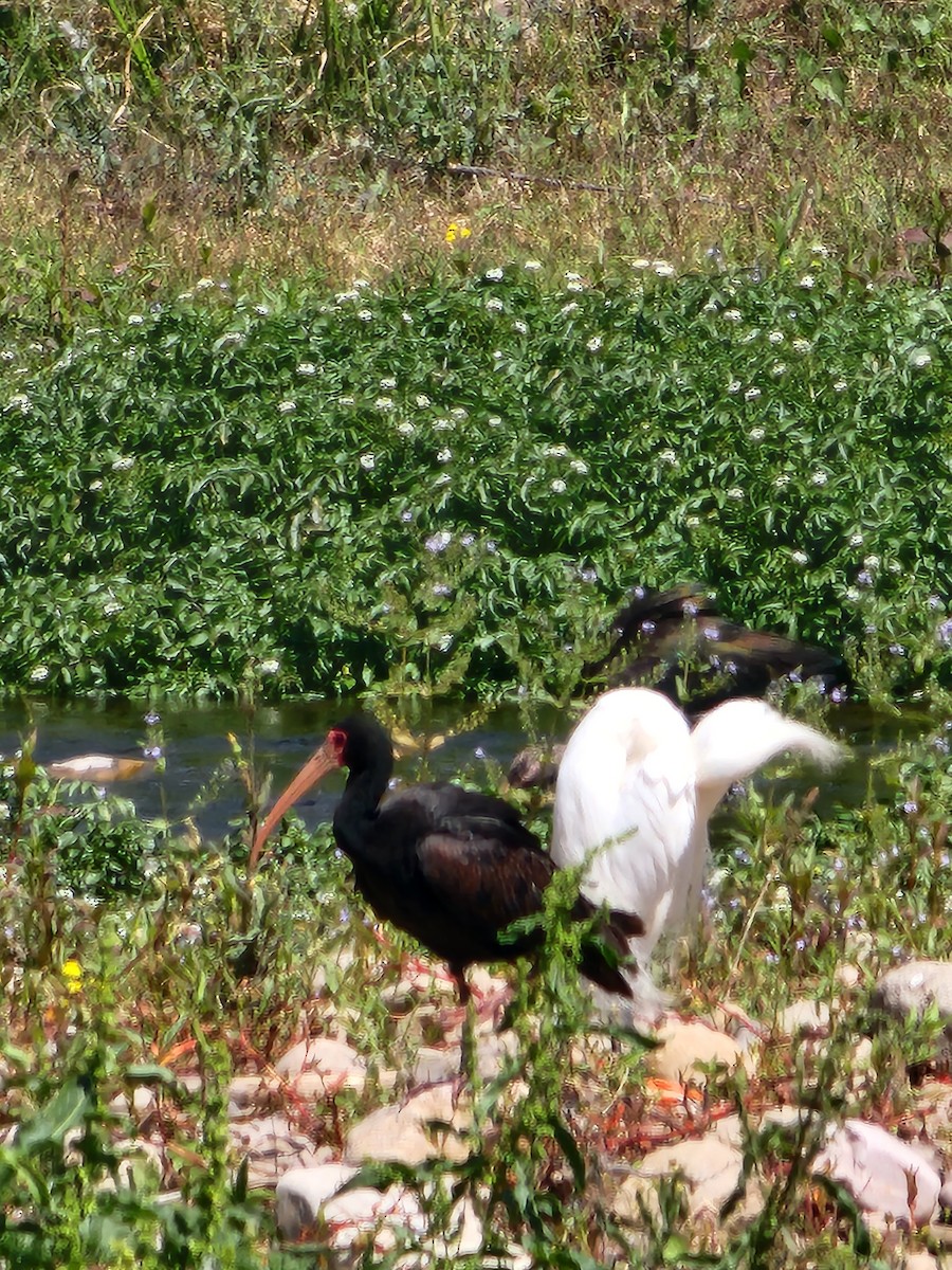 Ibis à face nue - ML609046402