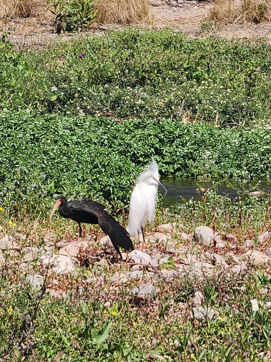 Ibis à face nue - ML609046403