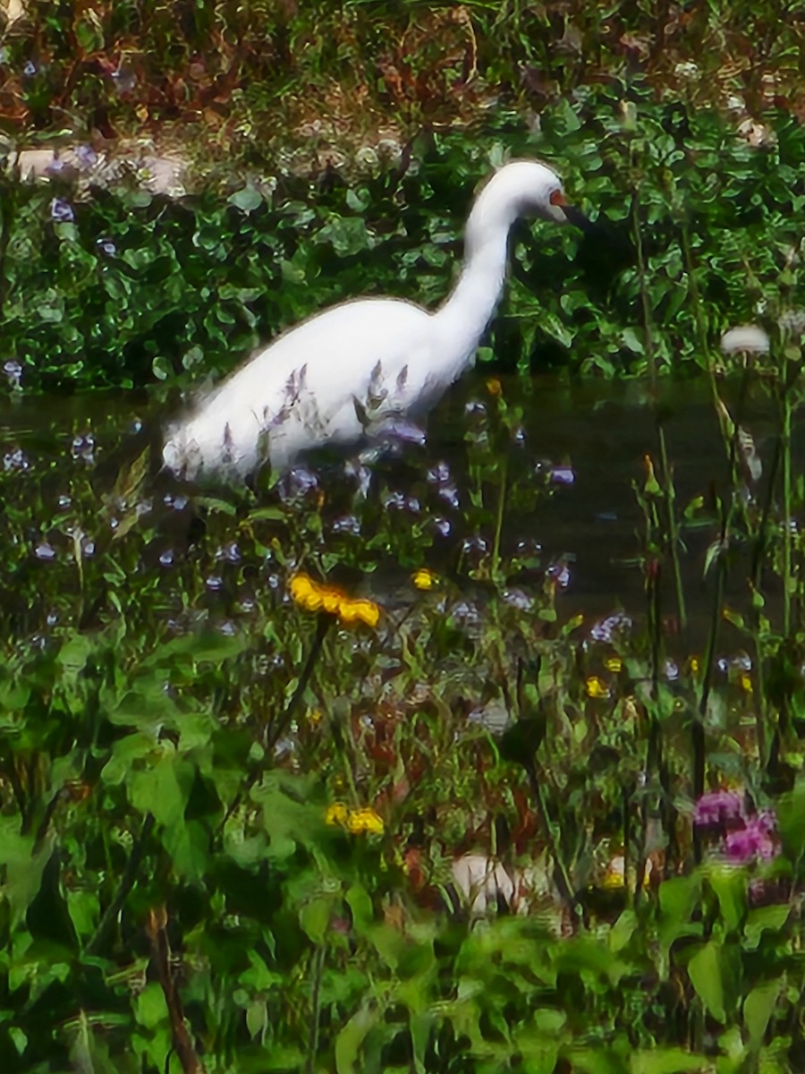 Snowy Egret - ML609046436