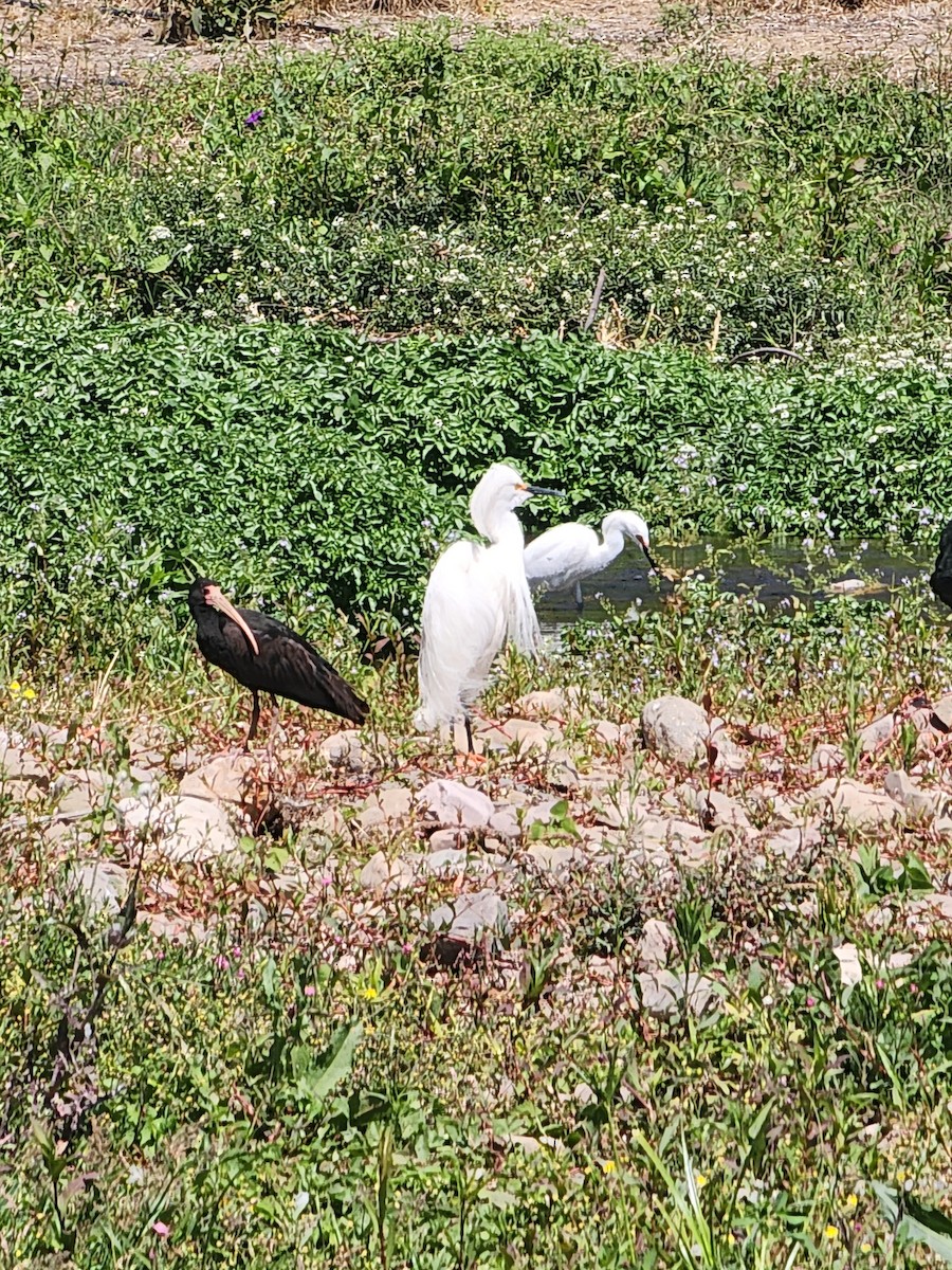 Snowy Egret - ML609046438