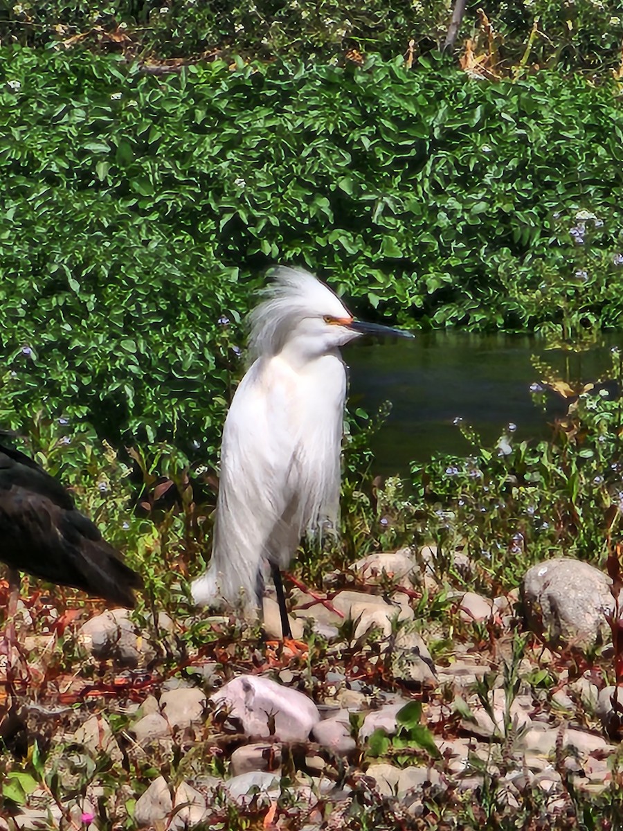 Snowy Egret - Marisel Morales