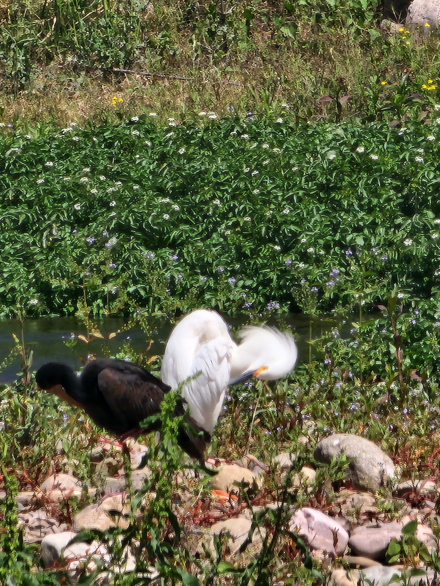 Snowy Egret - ML609046440