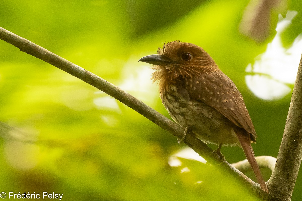 White-whiskered Puffbird - ML609046461